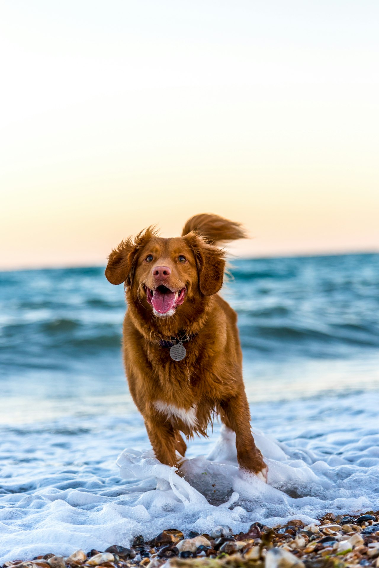 Dog-Friendly Walks Within Easy Reach of the Hotel